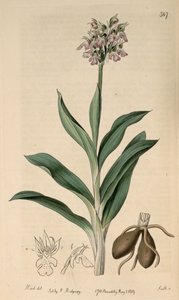 Illustrazione di Neotinea tridentata subsp. tridentata da M. Hart